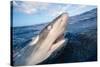 Galapagos shark at sea surface, Hawaii-David Fleetham-Stretched Canvas