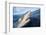 Galapagos shark at sea surface, Hawaii-David Fleetham-Framed Photographic Print