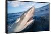 Galapagos shark at sea surface, Hawaii-David Fleetham-Framed Stretched Canvas