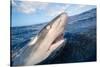 Galapagos shark at sea surface, Hawaii-David Fleetham-Stretched Canvas
