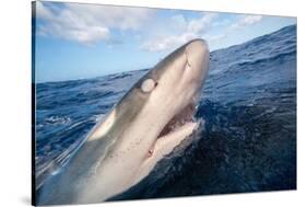 Galapagos shark at sea surface, Hawaii-David Fleetham-Stretched Canvas