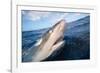 Galapagos shark at sea surface, Hawaii-David Fleetham-Framed Photographic Print