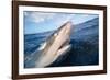 Galapagos shark at sea surface, Hawaii-David Fleetham-Framed Photographic Print