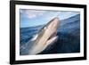 Galapagos shark at sea surface, Hawaii-David Fleetham-Framed Photographic Print