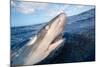 Galapagos shark at sea surface, Hawaii-David Fleetham-Mounted Photographic Print