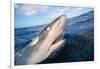 Galapagos shark at sea surface, Hawaii-David Fleetham-Framed Photographic Print