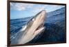 Galapagos shark at sea surface, Hawaii-David Fleetham-Framed Photographic Print