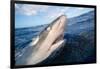 Galapagos shark at sea surface, Hawaii-David Fleetham-Framed Photographic Print