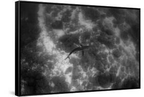 Galapagos Shark, Galapagos Islands, Ecuador-Pete Oxford-Framed Stretched Canvas