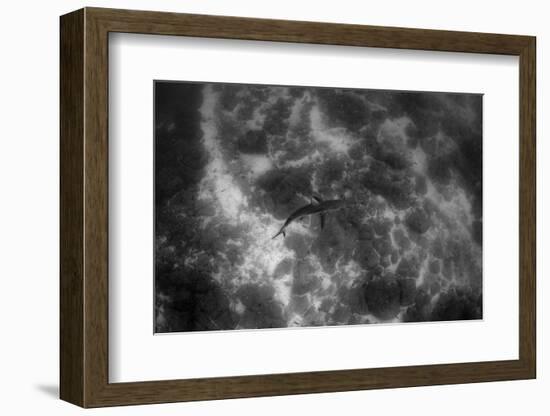 Galapagos Shark, Galapagos Islands, Ecuador-Pete Oxford-Framed Photographic Print