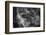 Galapagos Shark, Galapagos Islands, Ecuador-Pete Oxford-Framed Photographic Print