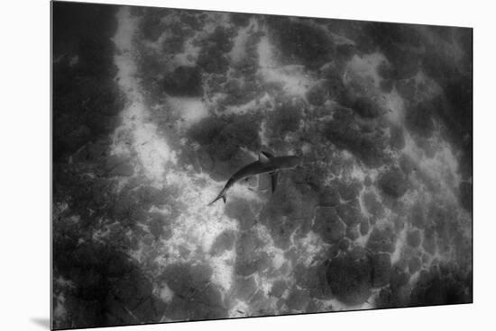 Galapagos Shark, Galapagos Islands, Ecuador-Pete Oxford-Mounted Premium Photographic Print