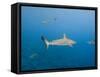 Galapagos Shark Off of Wolf Island, Galapagos Islands, Ecuador-Pete Oxford-Framed Stretched Canvas