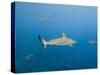 Galapagos Shark Off of Wolf Island, Galapagos Islands, Ecuador-Pete Oxford-Stretched Canvas