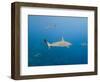 Galapagos Shark Off of Wolf Island, Galapagos Islands, Ecuador-Pete Oxford-Framed Photographic Print