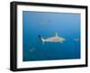 Galapagos Shark Off of Wolf Island, Galapagos Islands, Ecuador-Pete Oxford-Framed Photographic Print