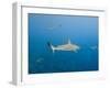 Galapagos Shark Off of Wolf Island, Galapagos Islands, Ecuador-Pete Oxford-Framed Photographic Print