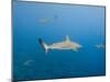 Galapagos Shark Off of Wolf Island, Galapagos Islands, Ecuador-Pete Oxford-Mounted Photographic Print