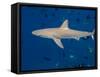 Galapagos Shark Off of Wolf Island, Galapagos Islands, Ecuador-Pete Oxford-Framed Stretched Canvas