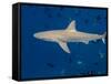 Galapagos Shark Off of Wolf Island, Galapagos Islands, Ecuador-Pete Oxford-Framed Stretched Canvas