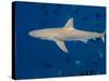 Galapagos Shark Off of Wolf Island, Galapagos Islands, Ecuador-Pete Oxford-Stretched Canvas