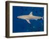 Galapagos Shark Off of Wolf Island, Galapagos Islands, Ecuador-Pete Oxford-Framed Photographic Print