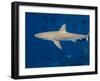 Galapagos Shark Off of Wolf Island, Galapagos Islands, Ecuador-Pete Oxford-Framed Photographic Print