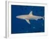 Galapagos Shark Off of Wolf Island, Galapagos Islands, Ecuador-Pete Oxford-Framed Photographic Print