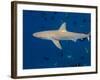 Galapagos Shark Off of Wolf Island, Galapagos Islands, Ecuador-Pete Oxford-Framed Photographic Print
