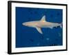 Galapagos Shark Off of Wolf Island, Galapagos Islands, Ecuador-Pete Oxford-Framed Photographic Print