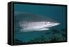 Galapagos Shark-null-Framed Stretched Canvas