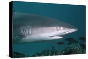 Galapagos Shark-null-Stretched Canvas