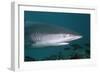 Galapagos Shark-null-Framed Photographic Print
