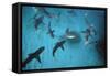 Galapagos Sharks Many Congregate in the Lagoon-null-Framed Stretched Canvas