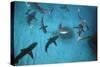 Galapagos Sharks Many Congregate in the Lagoon-null-Stretched Canvas