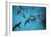 Galapagos Sharks Many Congregate in the Lagoon-null-Framed Photographic Print