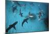 Galapagos Sharks Many Congregate in the Lagoon-null-Mounted Photographic Print