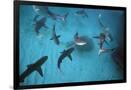 Gramercy Black