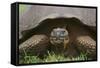 Galapagos Tortoise Eating Grass-DLILLC-Framed Stretched Canvas