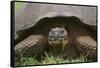 Galapagos Tortoise Eating Grass-DLILLC-Framed Stretched Canvas