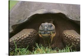 Galapagos Tortoise Eating Grass-DLILLC-Stretched Canvas