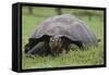 Galapagos Tortoise Eating Grass-DLILLC-Framed Stretched Canvas