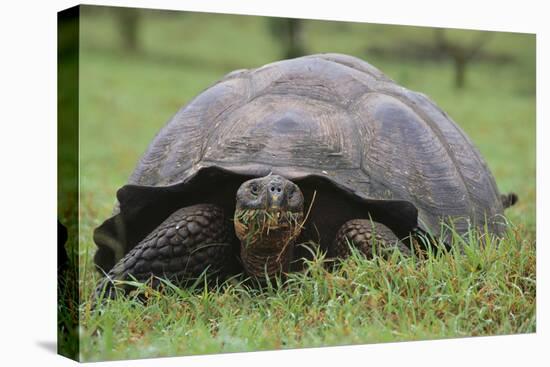 Galapagos Tortoise Eating Grass-DLILLC-Stretched Canvas