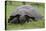 Galapagos Tortoise Eating Grass-DLILLC-Stretched Canvas