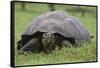 Galapagos Tortoise Eating Grass-DLILLC-Framed Stretched Canvas