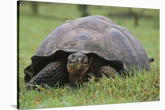 Galapagos Tortoise Eating Grass-DLILLC-Stretched Canvas