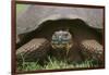 Galapagos Tortoise Eating Grass-DLILLC-Framed Photographic Print