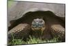 Galapagos Tortoise Eating Grass-DLILLC-Mounted Photographic Print