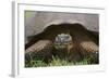 Galapagos Tortoise Eating Grass-DLILLC-Framed Photographic Print