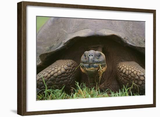 Galapagos Tortoise Eating Grass-DLILLC-Framed Photographic Print